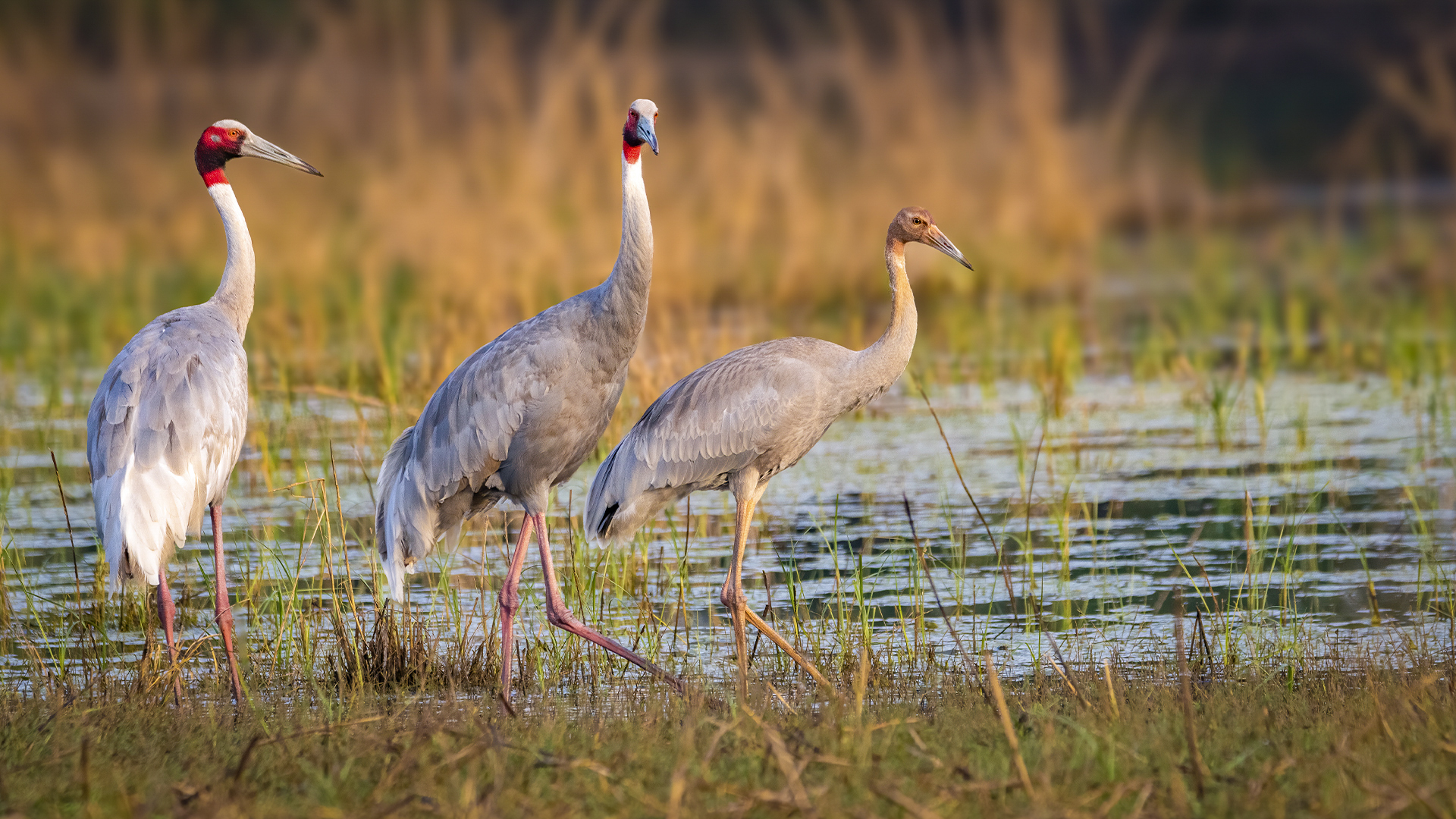 Witness the grace and elegance of the Sarus Crane family in Keoladeo National Park, India. © WWW.NEJIBAHMED.COM .jpg